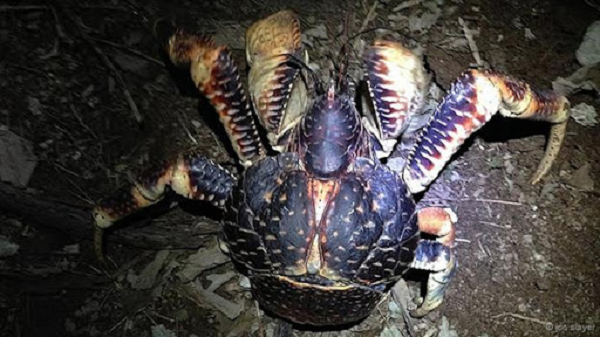 Tuy nhiên, cũng giống như các loài cua khác, cua dừa thực chất là loài ăn tạp, ngoài dừa, chúng còn ăn khoai lang, đu đủ, lạc và cả xác chết của động vật.