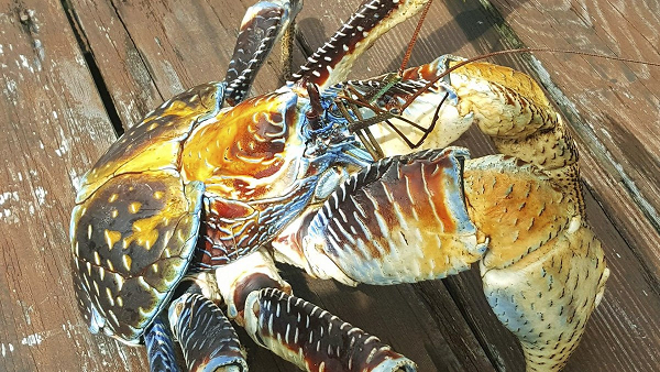 Chúng là một loài động vật sống chủ yếu vào ban đêm với đôi mắt màu đỏ sáng bóng, theo đó là bốn súc tu dàu treo lủng lẳng trên đầu. Loài cua này sở hữu hai chiếc càng khổng lồ không cân xứng và có thể cắt đứt cơ thể của sinh vật nào mà chúng coi là con mồi.