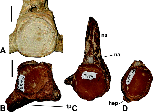 Những nghiên cứu đang được tiếp tục với hy vọng sẽ làm sáng tỏ hơn nhiều thông tin về loài động vật tiền sử này.