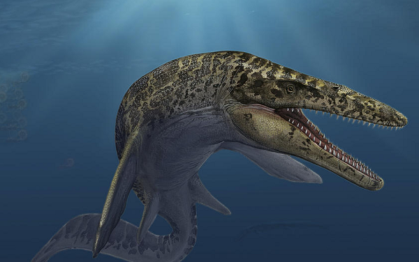 Loài động vật này cũng khiến nhiều nhà khoa học ngạc nhiên vì có rất ít mẫu vật được tìm thấy so với những loài khác cùng chi. Chính vì thế, việc nghiên cứu cũng gặp không ít khó khăn.