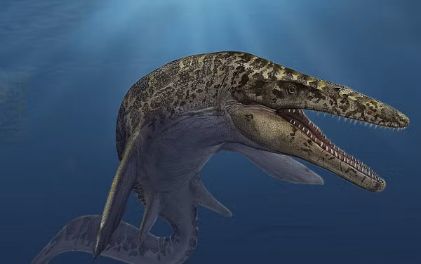 Loài động vật này cũng khiến nhiều nhà khoa học ngạc nhiên vì có rất ít mẫu vật được tìm thấy so với những loài khác cùng chi. Chính vì thế, việc nghiên cứu cũng gặp không ít khó khăn.