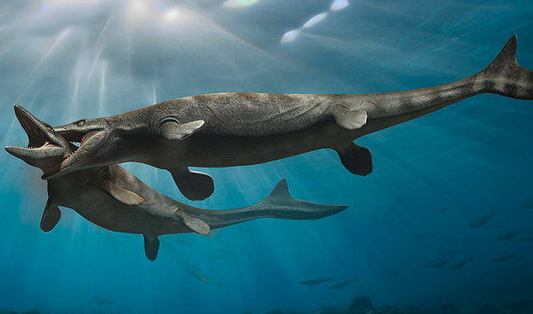 Cho đến nay, các nhà cổ sinh vật học đã phát hiện hơn 1.800 mẫu vật Mosasaurus với đặc điểm nhận dạng là miệng thon dài giống như miệng cá sấu.