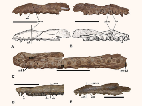 Loài thứ nhất trong chi này là Ectenosaurus clidastoides (E. clidastoides), được mô tả vào năm 1967.