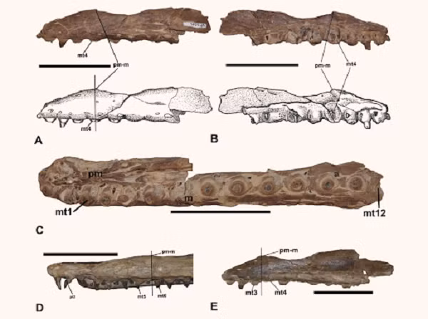 Loài thứ nhất trong chi này là Ectenosaurus clidastoides (E. clidastoides), được mô tả vào năm 1967.