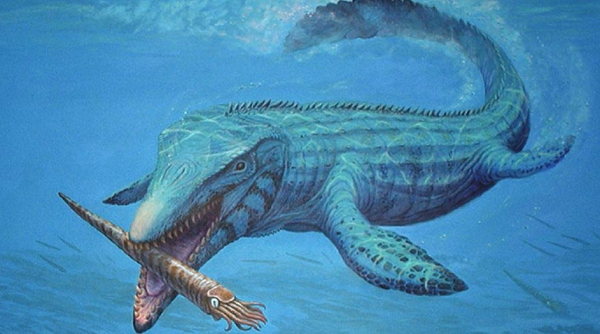 Sau khi tìm hiểu các mảnh hộp sọ, hàm và một số khúc xương đầu, các nhà nghiên cứu kết luận nó không thuộc về chi Platecarpus, thay vào đó là "họ hàng thân thiết" của một loài thuộc chi Mosasaurus quý hiếm.