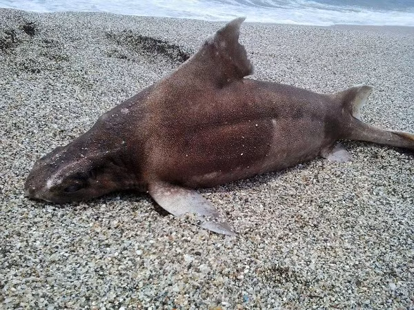 Cái tên của nó bắt nguồn từ khuôn mặt có phần hài hước giống lợn, với mặt cắt hình tam giác, đầu rộng và dẹt, mõm phẳng và cùng, với những đường gờ trên mắt mở rộng thành các núm tròn, lớn.