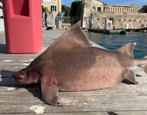 Loài cá mập này cũng mang tiếng "sát thủ", nhưng nạn nhân của chúng chủ yếu là giun, động vật giáp xác và động vật thân mềm.