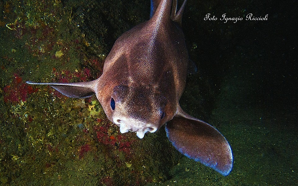 Vừa qua, các sĩ quan hải quân ở Elba (một hòn đảo của Ý trên Biển Địa Trung Hải) đã kéo một trong những con cá mập mặt lợn này lên khỏi mặt nước. Bức ảnh chụp con vật đã nhanh chóng lan tỏa trên mạng internet với các bình luận hài hước.