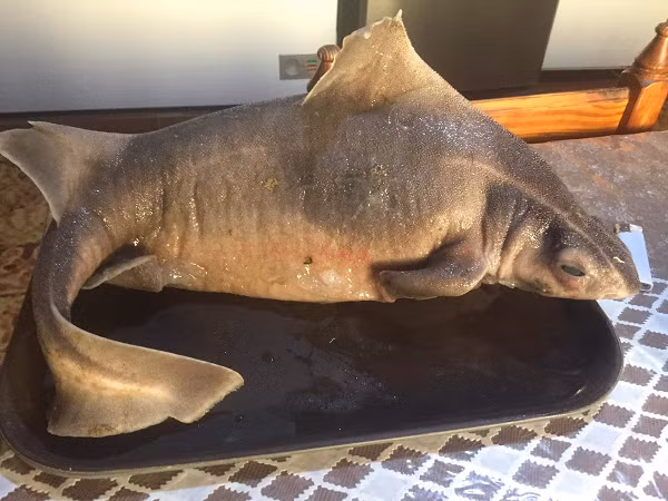 "Đó là loài vật quý hiếm nhưng không phải chưa từng xuất hiện ở đây. Khu vực biển thuộc quần đảo Tuscan có sự đa dạng sinh học cao. Tôi không thấy lạ khi loài cá này xuất hiện. Tôi vẫn thường nhận báo cáo về việc cá mập mặt lợn mắc vào lưới đánh cá của ngư dân địa phương", Yuri Tiberto, chuyên gia thuộc thủy cung Elba, chia sẻ.