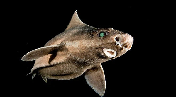 Biển Địa Trung Hải không thiếu những loài cá mập kỳ lạ. Vào tháng 7/2019, những người đánh cá ở khu vực này đã bắt được một con cá mập "ở trần". Đó là một con cá mập dường như được sinh ra mà không có da hay răng.