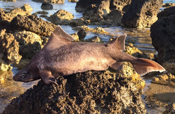 Do đó, các quần thể cá Oxynotus centrina hiện nay đã bị suy giảm khá trong nhiều tự nhiên, trong vài thập kỷ gần đây chúng đã được liệt vào danh sách các loài dễ bị tổn thương.