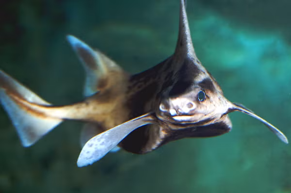 Loài cá mập này có vây lưng rất nhiều gai và thân hình tương đối lớn khiến chúng dễ bị tổn thương bởi các hoạt động đánh bắt.