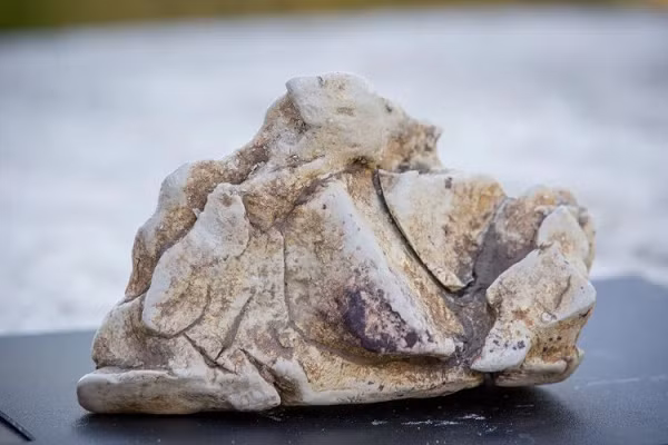 Long diên hương là thứ nguyên liệu thô kỳ diệu. Thật khó để so sánh nó với bất kỳ loại hương liệu nào khác và đó cũng là lý do tại sao loài người đã theo đuổi nó hàng nghìn năm nay. Mời các bạn xem video: Khung cảnh thiên nhiên tuyệt đẹp tại các quốc gia ít dân nhất thế giới. Nguồn: VTC