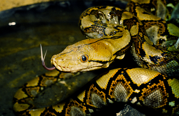 Trên thế giới, chúng được tìm thấy ở Ấn Độ, Bangladesh, Myanmar, Lào, Thái Lan, Campuchia, Malaysia, Singapore, Indonesia, Philippines.