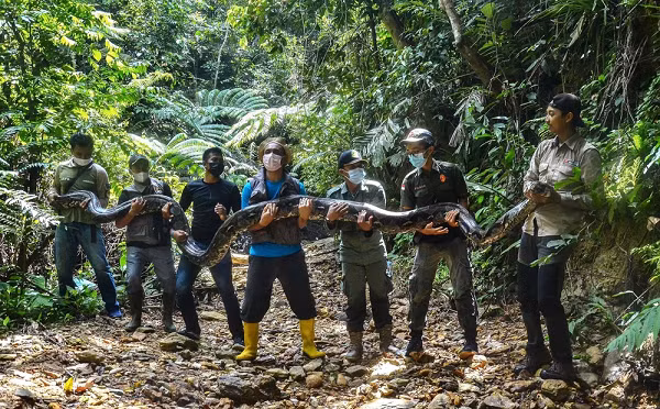 Được biết, đây là một con trăn gấm hay còn gọi là trăn vua, trăn mắt lưới châu Á (Tên khoa học: Malayopython reticulatus). Đây là một loài trăn lớn (không có độc) và dài nhất thế giới.