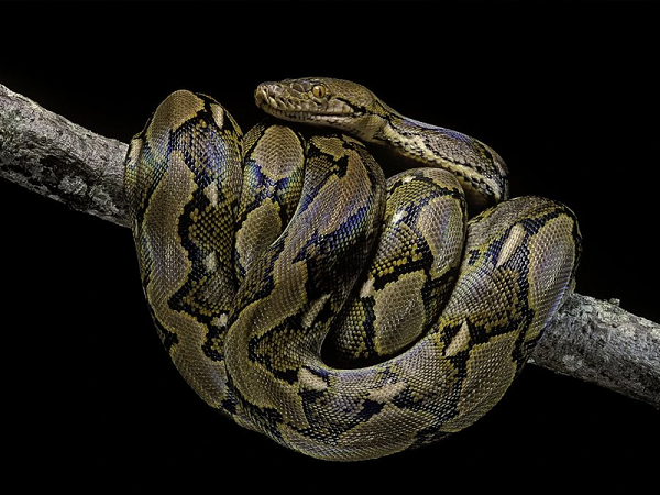 Trăn gấm cái trưởng thành có thể dài tới 6-7m, nặng đến 90kg; trăn gấm đực thì nhỏ con hơn, chỉ dài 4,5m, nặng 45kg.