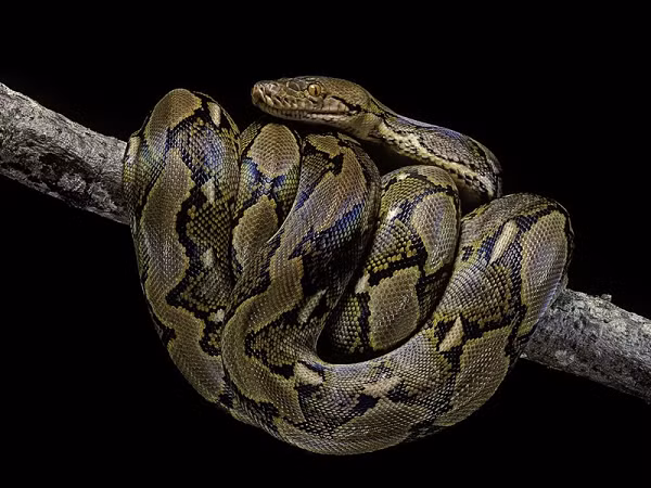 Trăn gấm cái trưởng thành có thể dài tới 6-7m, nặng đến 90kg; trăn gấm đực thì nhỏ con hơn, chỉ dài 4,5m, nặng 45kg.