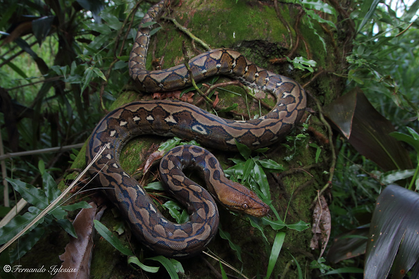 Loài trăn cơ bắp này ưa sống và săn mồi về ban đêm. Thức ăn khoái khẩu của chúng là các loài động vật hằng nhiệt, như chim, lợn...