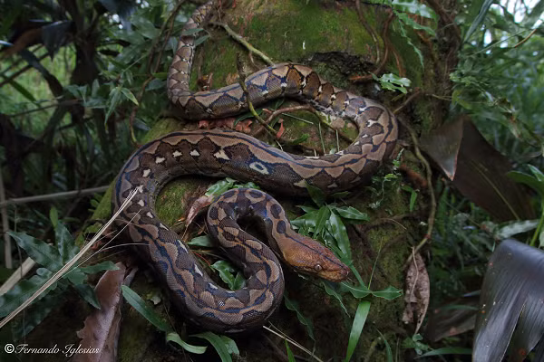 Loài trăn cơ bắp này ưa sống và săn mồi về ban đêm. Thức ăn khoái khẩu của chúng là các loài động vật hằng nhiệt, như chim, lợn...