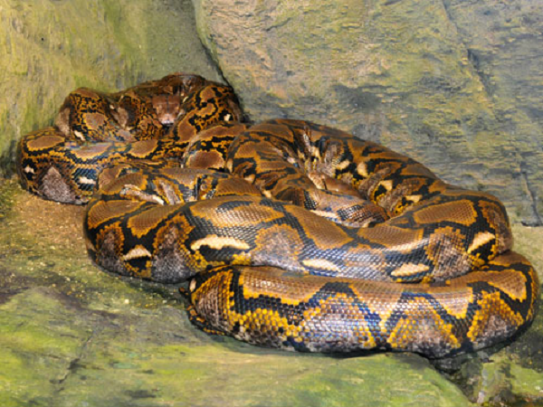 Được biết, trăn gấm nổi tiếng với kỹ năng săn mồi tuyệt đỉnh. Sức mạnh về cơ bắp giúp trăn gấm tạo ra một cú đớp "nhanh như điện" với hàm răng sắc nhọn khiến con mồi khó có cơ hội thoát.