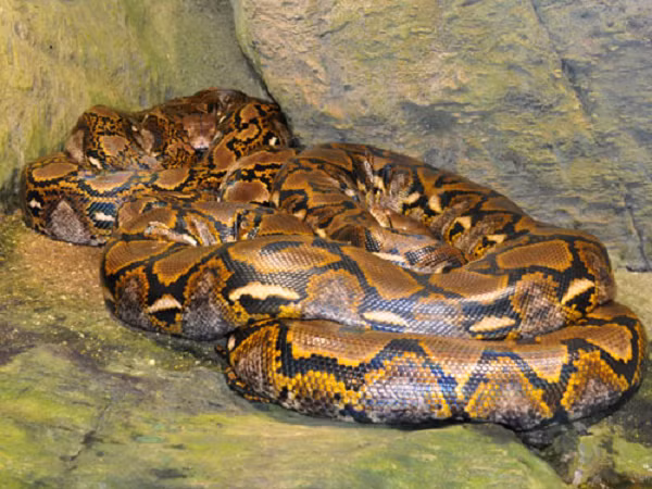 Được biết, trăn gấm nổi tiếng với kỹ năng săn mồi tuyệt đỉnh. Sức mạnh về cơ bắp giúp trăn gấm tạo ra một cú đớp "nhanh như điện" với hàm răng sắc nhọn khiến con mồi khó có cơ hội thoát.