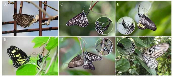 Họ đã chứng kiến một số con bướm bông tai trưởng thành quấy rối, tấn công và thậm chí tàn sát con non cùng loài hoặc cùng họ, điều chưa từng được ghi nhận trước đây ở bất kỳ loài bướm nào khác.