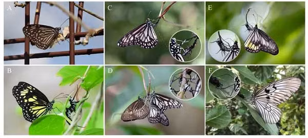 Họ đã chứng kiến một số con bướm bông tai trưởng thành quấy rối, tấn công và thậm chí tàn sát con non cùng loài hoặc cùng họ, điều chưa từng được ghi nhận trước đây ở bất kỳ loài bướm nào khác.