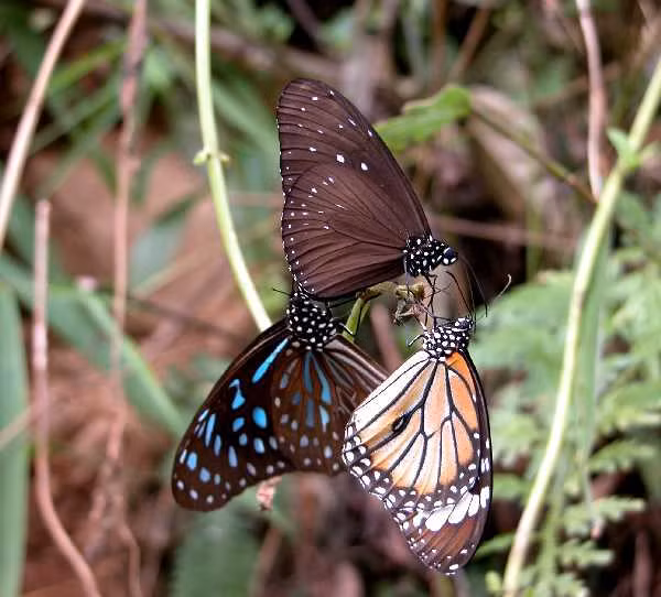 Những con bướm đực này sử dụng móng vuốt nhỏ ở chân để "xé sâu bướm và hút chất lỏng rỉ ra trong vòng nhiều giờ", cho dù sâu bướm còn sống hay đã chết.