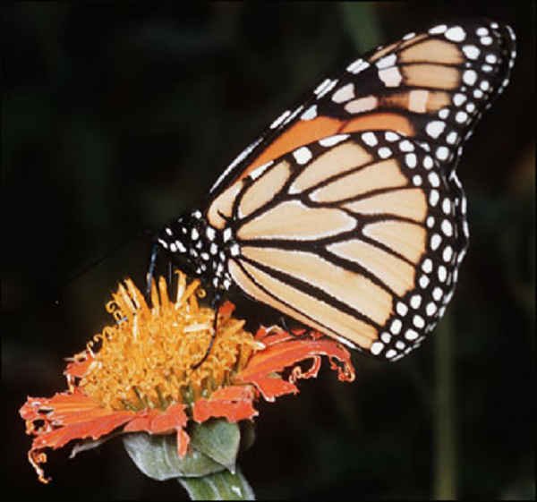 Hành vi tấn công con non để hấp thụ độc tố của bướm Daniadae được phát hiện bởi nhà tự nhiên học Jonathan Wei Soong người Singpore và Yi-Kai Tea trong lúc tham quan Khu bảo tồn Thiên nhiên Tangkoko Batuangus ở phía bắc đảo Sulawesi của Indonesia.