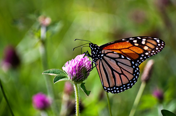 Các nhà nghiên cứu cho rằng hành vi gây sốc này nhằm mục đích hấp thụ nọc độc alkaloid bên trong ấu trùng. Trước đây, bướm bông tai cũng từng được quan sát thấy ăn thịt châu chấu và lá của các loài thực vật có chứa chất độc alkaloid.