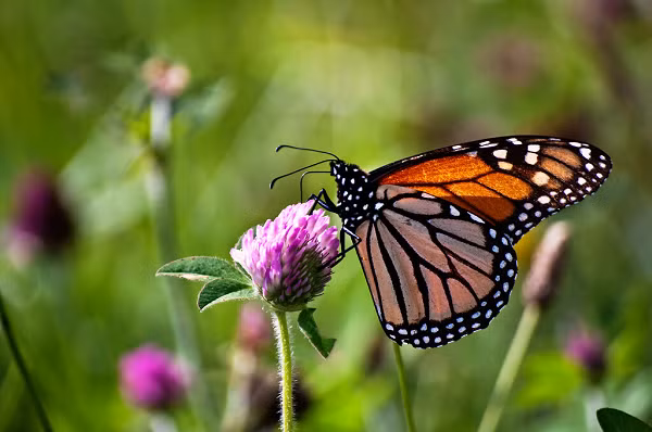 Các nhà nghiên cứu cho rằng hành vi gây sốc này nhằm mục đích hấp thụ nọc độc alkaloid bên trong ấu trùng. Trước đây, bướm bông tai cũng từng được quan sát thấy ăn thịt châu chấu và lá của các loài thực vật có chứa chất độc alkaloid.