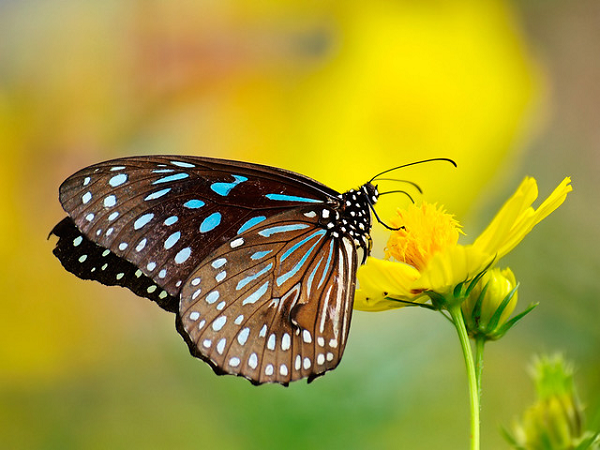 Trước đây, đã có báo cáo rằng bướm đực "ăn xác côn trùng chứa hoá chất" nhưng đây là lần đầu tiên các nhà khoa học phát hiện chúng "làm thịt" cả sâu bướm.