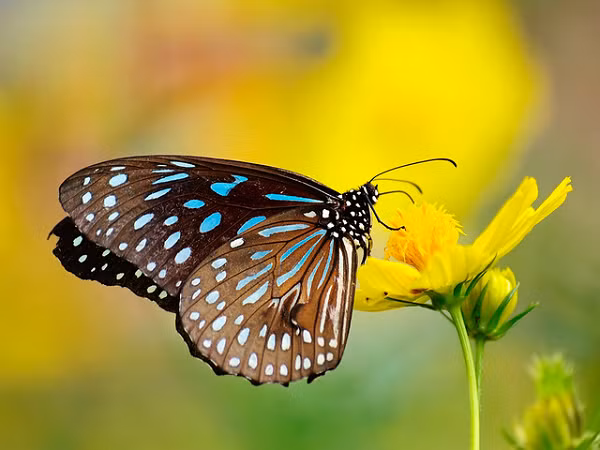 Trước đây, đã có báo cáo rằng bướm đực "ăn xác côn trùng chứa hoá chất" nhưng đây là lần đầu tiên các nhà khoa học phát hiện chúng "làm thịt" cả sâu bướm.