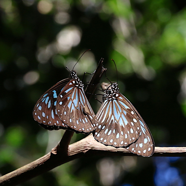 Yi-Kai Tea nói rằng vẫn còn nhiều câu hỏi cần giải đáp, chẳng hạn hoá chất nào thu hút những con bướm đực tìm đến sâu bướm và những con bướm đực ở các nơi khác trên thế giới có cùng hành vi như vậy hay không.