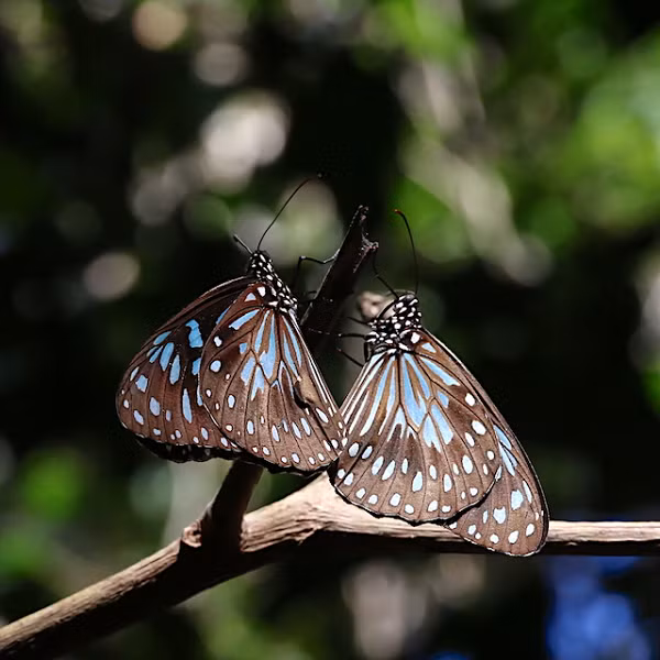 Yi-Kai Tea nói rằng vẫn còn nhiều câu hỏi cần giải đáp, chẳng hạn hoá chất nào thu hút những con bướm đực tìm đến sâu bướm và những con bướm đực ở các nơi khác trên thế giới có cùng hành vi như vậy hay không.