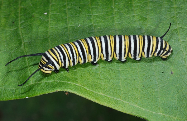 Các nhà khoa học ghi nhận hành vi hung hăng của bướm bông tai lần đầu tiên vào năm 2019 và đặt tên nó bằng thuật ngữ "Kleptopharmacophagy".