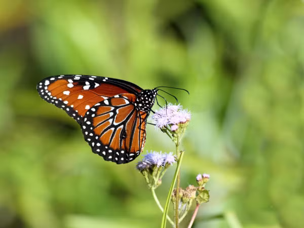 Việc hấp thụ alkaloid rất quan trọng đối với bướm bông tai như một cơ chế tự vệ. Hợp chất này làm cho chúng trở nên "kém ngon" và "độc hại", khiến những kẻ săn mồi tránh xa.