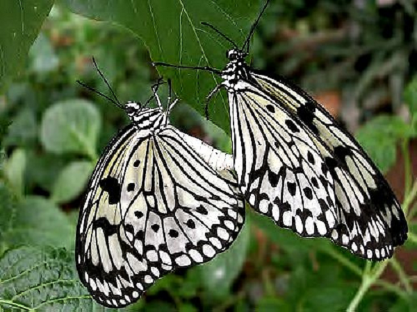 Đáng chú ý, chất độc alkaloid đó giúp bướm đực tạo ra pheromone giao phối như một "món quà tán tỉnh" thu hút bướm cái.