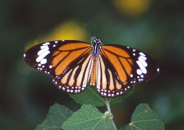 "Bướm có một loạt hành vi thực sự ghê rợn. Một ví dụ là hiện tượng những con bướm đực cố gắng xâm nhập vào nhộng, hay những con bướm cái chưa hoàn thành quá trình biến thái, và buộc chúng phải giao phối", Yi-Kai Tea cho biết thêm.