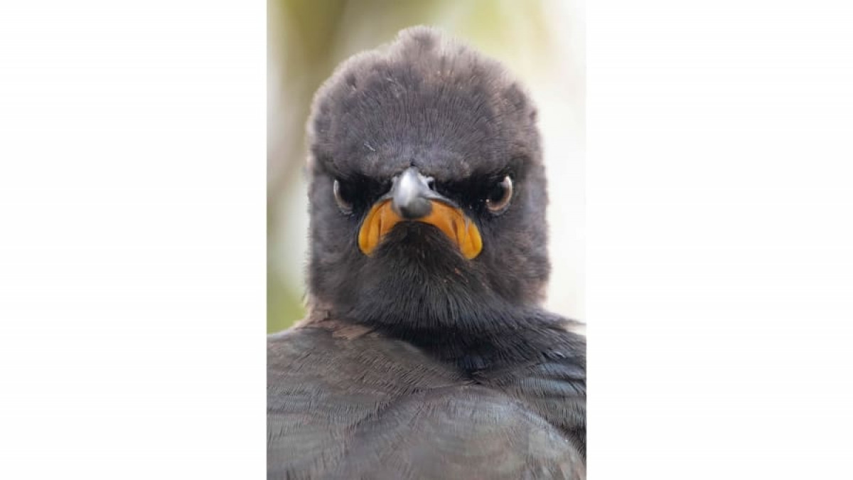 Chú sáo khoang ở Rietvlei, Nam Phi này dường như có một buổi sáng thức dậy không mấy vui vẻ. Khoảnh khắc cau có của chú chim này được tái hiện sống động dưới ống kính của nhiếp ảnh gia Andrew Mayes.