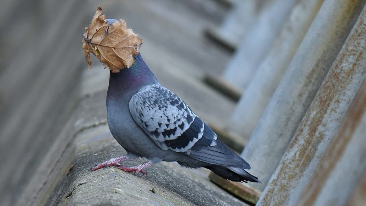 Chú chim bồ câu này dường như không mấy dễ chịu khi bị một chiếc lá bay thẳng vào mặt. Bức ảnh này đã được John Spiers ghi lại ở Oban Argyll, Anh.