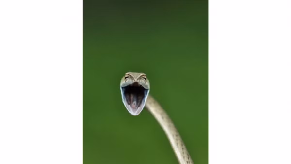 Chú rắn ở Western Ghats, Ấn Độ này trông như đang cười lớn dưới ống kính của Aditya Kshirasagar./.