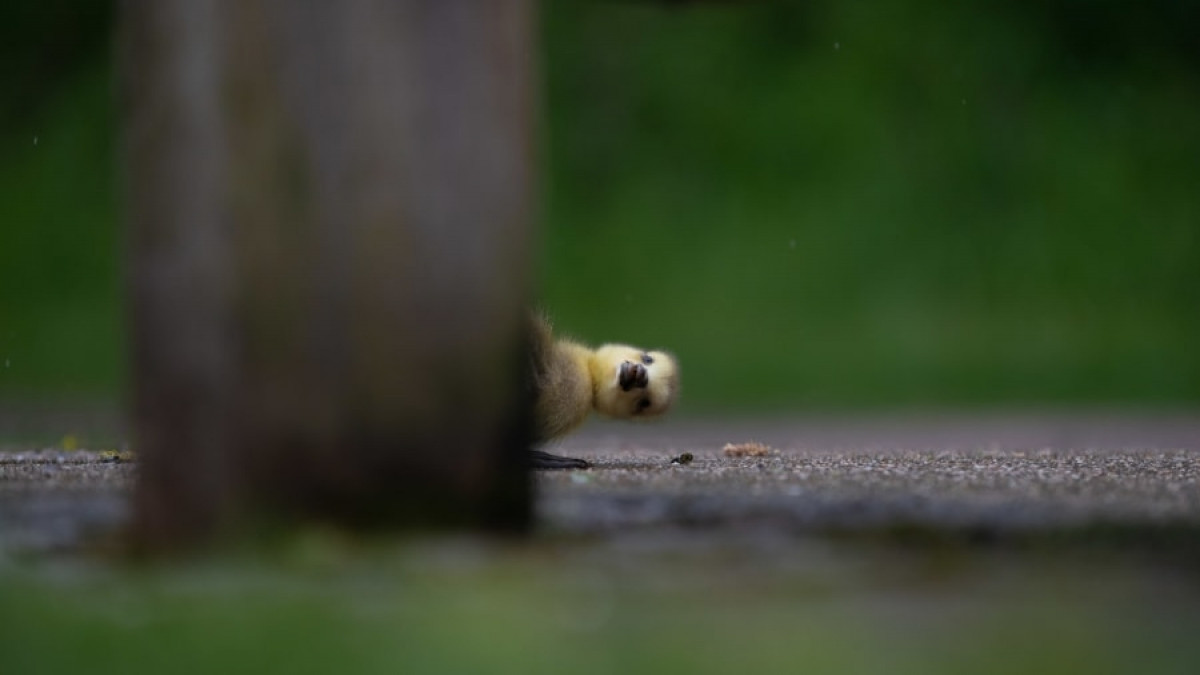 Một chú ngỗng con đang chơi trò trốn tìm ở Công viên Lee Valley, London Anh. Khoảnh khắc này đã được tác giả Charlie Page chụp lại đầy hài hước và đáng yêu.