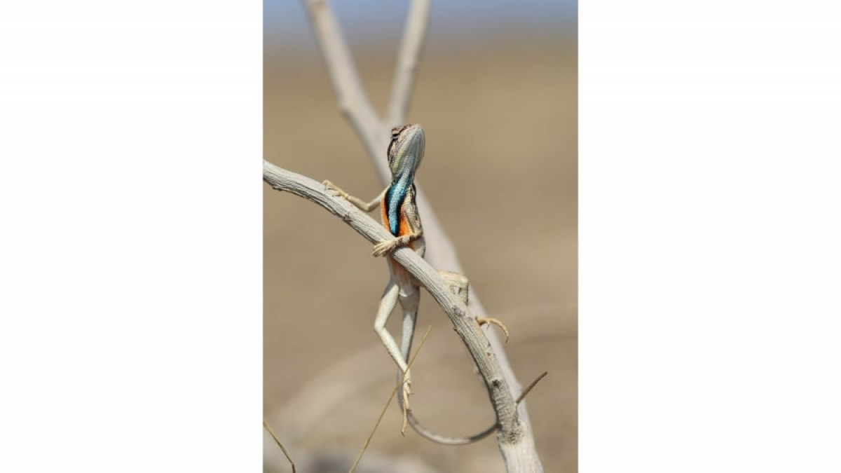 Một chú thằn lằn quạt đang ngẩng đầu đầy tự hào trên một cành cây ở Ấn Độ trong bức ảnh thú vị của Aditya Kshirasagar.
