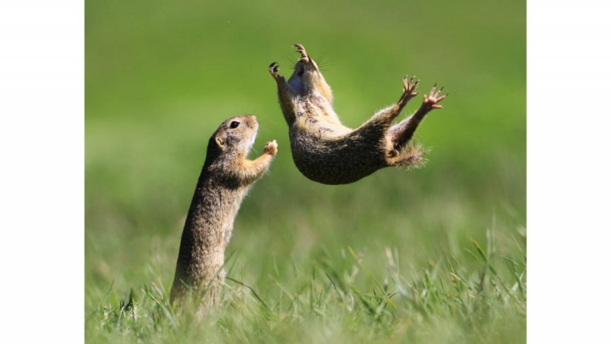 Những chú chuột túi má đang chơi đùa vui vẻ với nhau trong bức ảnh của nhiếp ảnh gia Roland Kranitz ở Hungary.