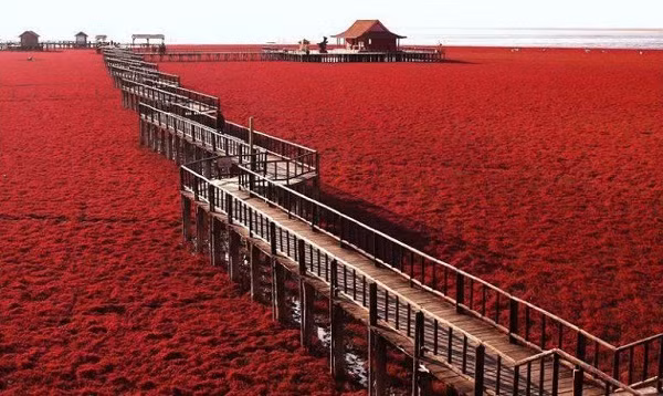 Bãi biển đỏ tuyệt đẹp này nằm ở Bàn Cẩm, tỉnh Liêu Ninh, thuộc đông bắc Trung Quốc. Địa danh này được coi là vùng đất ngập nước lớn nhất và tốt nhất bảo vệ những bãi đầm lầy hiếm có, quý giá của thế giới. Màu đỏ ở đây là do bãi biển này được bao phủ bởi một loại rong biển có tên là Sueda.