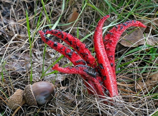 Nấm bàn tay quỷ phát triển trên đất, thường là trong các vụn gỗ mục nát, gần gốc cây cổ thụ, trong rác lá.