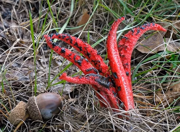 Nấm bàn tay quỷ phát triển trên đất, thường là trong các vụn gỗ mục nát, gần gốc cây cổ thụ, trong rác lá.