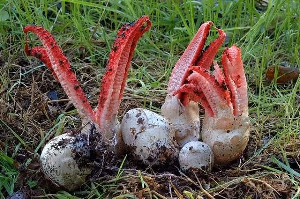 Vật thể này sau khi nở thì mọc ra những chiếc vòi màu đỏ, nhô lên từ từ như đang cố tóm lấy vật nào đó, xung quanh chảy ra toàn chất nhầy, trông y hệt như những quả trứng của sinh vật ngoài hành tinh thường thấy trên phim.