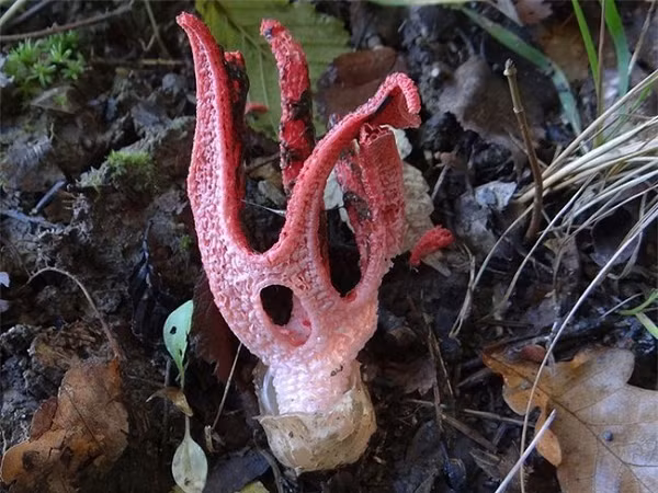 Đây là một loại nấm có tên gọi là "bàn tay quỷ" vì hình dáng kỳ dị sau khi "nở". Tên khoa học của nó là Clathrus archeri. Chúng có nguồn gốc từ Australia.